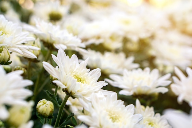 Primer plano y cultivo de flores blancas en el jardín en el parque del Reino Unido en verano