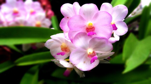 Primer plano y cultivo de hermosas orquídeas rosadas en el fondo de licencia borrosa