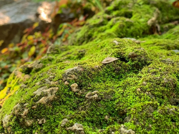 Primer plano y cultivo de limoncillo o musgo en las rocas de la selva tropical