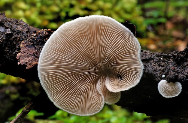 Primer plano de cultivo de setas en el bosque durante el día