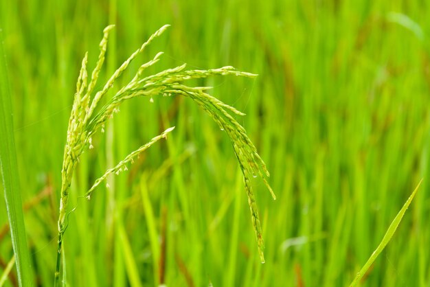 Un primer plano del cultivo del trigo en el campo