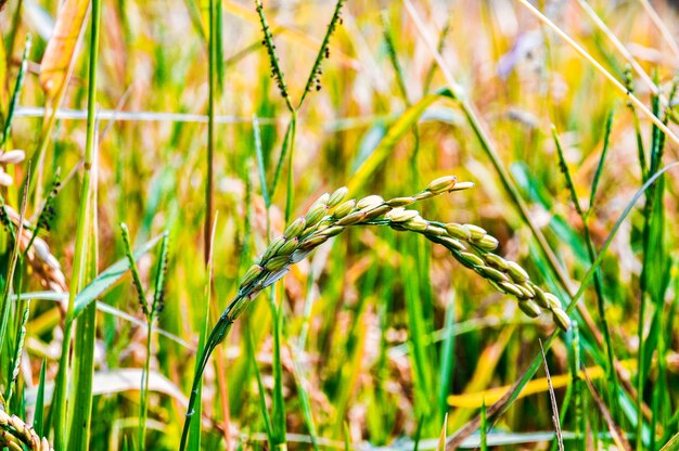 Foto un primer plano del cultivo del trigo en el campo