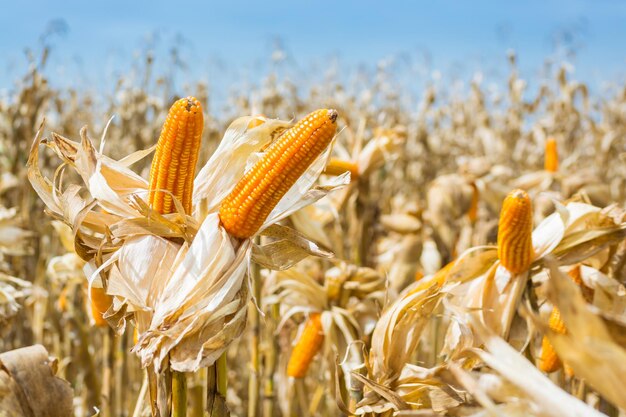 Foto un primer plano del cultivo del trigo en el campo