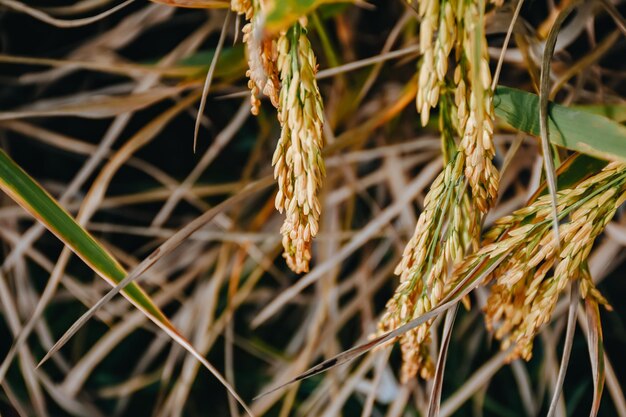 Un primer plano del cultivo del trigo en el campo