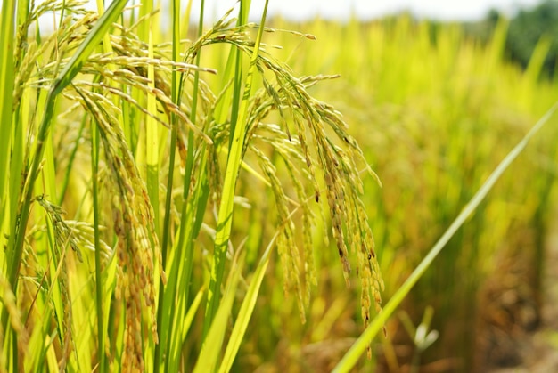 Un primer plano del cultivo del trigo en el campo