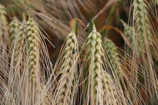 Un primer plano del cultivo del trigo en el campo