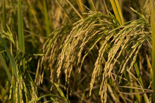 Foto un primer plano del cultivo del trigo en el campo