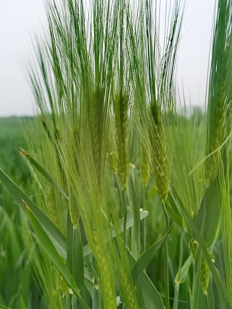 Foto un primer plano del cultivo del trigo en el campo