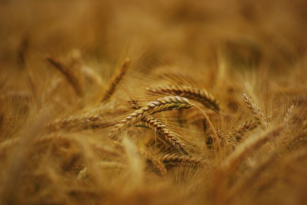 Foto un primer plano del cultivo del trigo en el campo