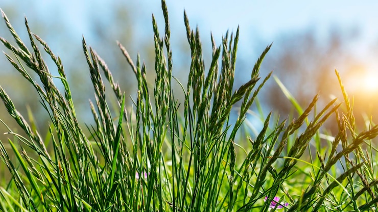 Foto primer plano de los cultivos que crecen en el campo contra el cielo