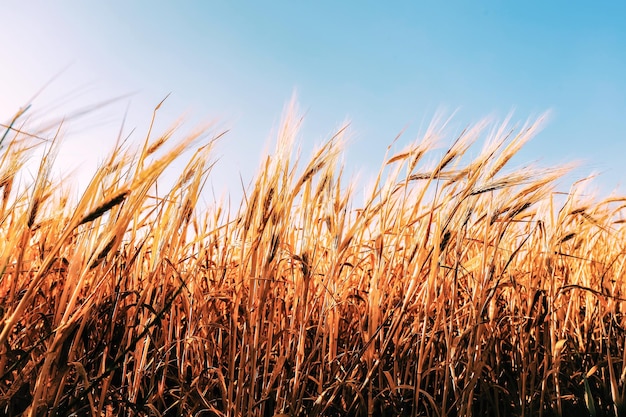 Primer plano de los cultivos que crecen en el campo contra el cielo