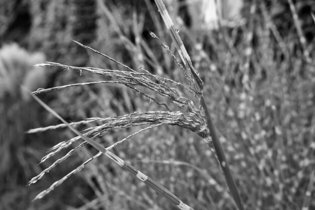 Foto primer plano de los cultivos que crecen en el campo