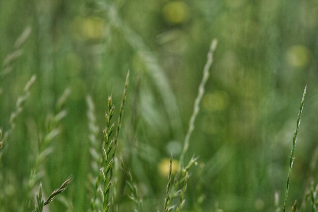 Foto primer plano de los cultivos que crecen en el campo