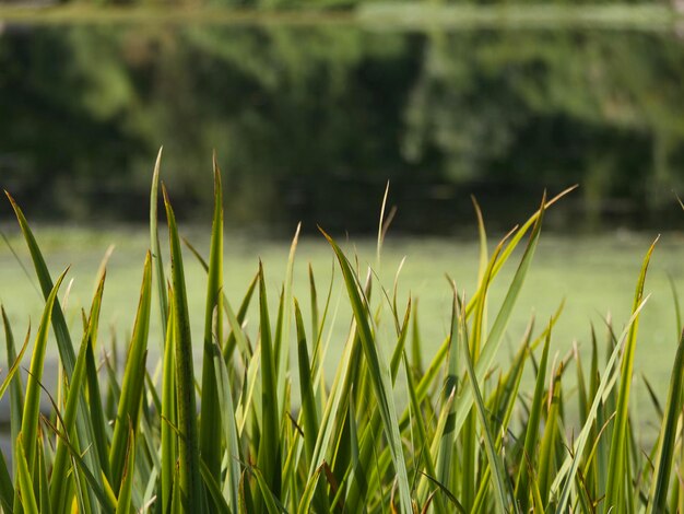 Foto primer plano de los cultivos que crecen en el campo