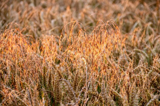 Foto primer plano de los cultivos que crecen en el campo