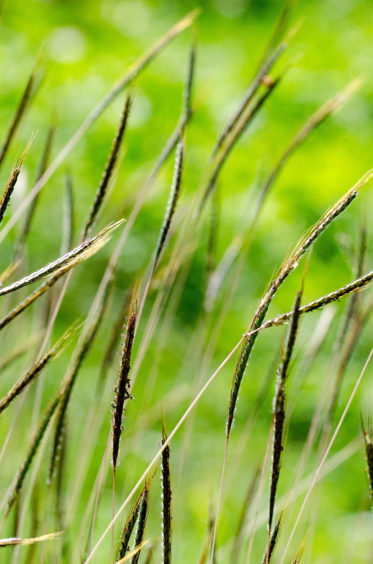 Foto primer plano de los cultivos que crecen en el campo