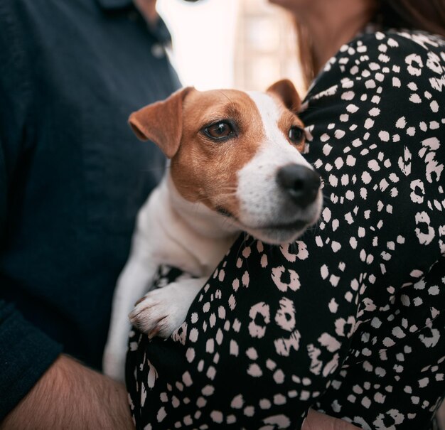Primer plano de un curioso perro Jack Russell Terrier con una pareja joven en el fondo Concepto de una familia amorosa con el perro