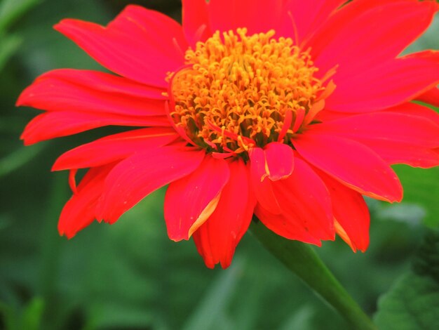 Foto primer plano de la dahlia roja