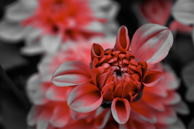 Primer plano de la dahlia