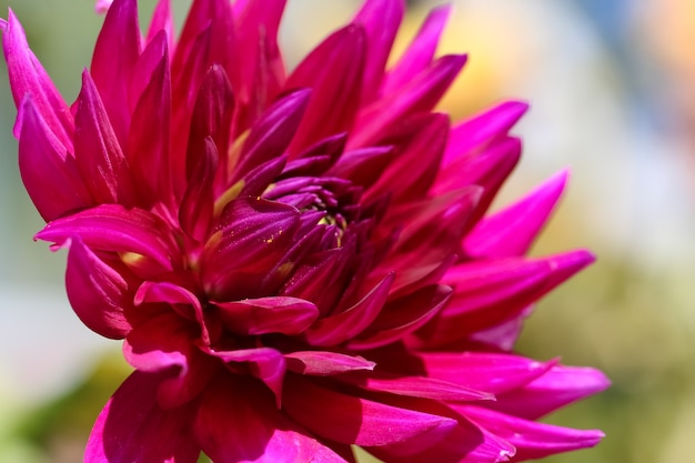 Primer plano de una dalia rosa oscuro sobre un fondo verde jardín borroso natural