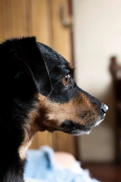 primer plano de perro pinscher