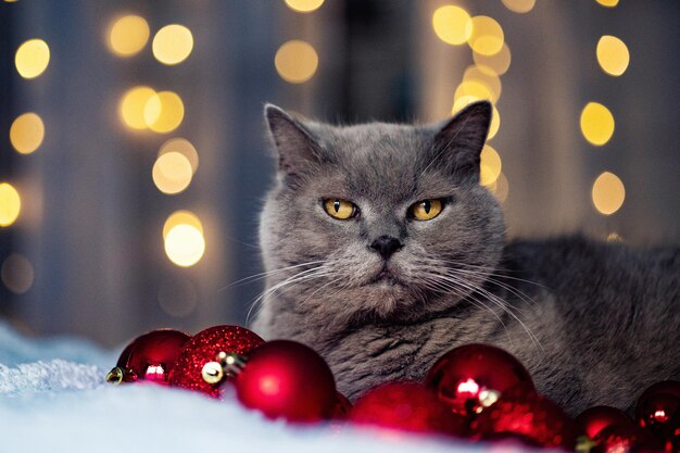 Primer plano de las decoraciones navideñas