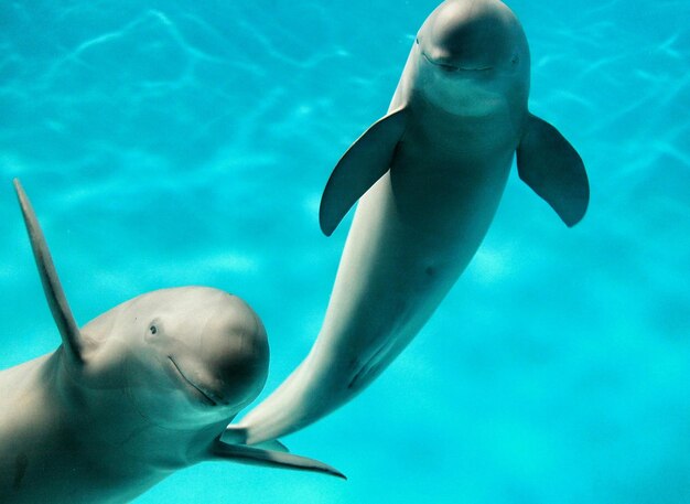 Foto primer plano de delfines nadando bajo el agua