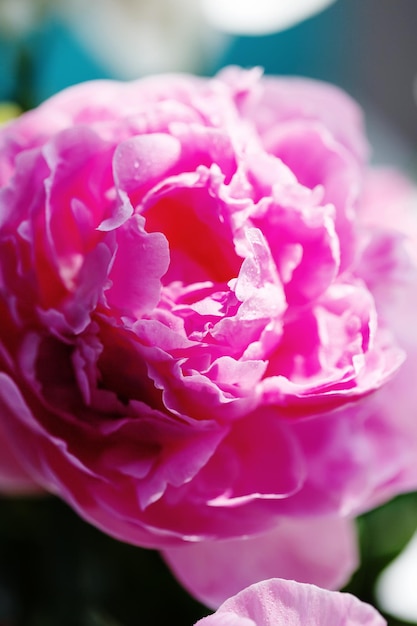 Primer plano de delicados pétalos de flores rosas de peonía con gotas de agua concepto de sensualidad y feminidad flores de primavera enfoque selectivo