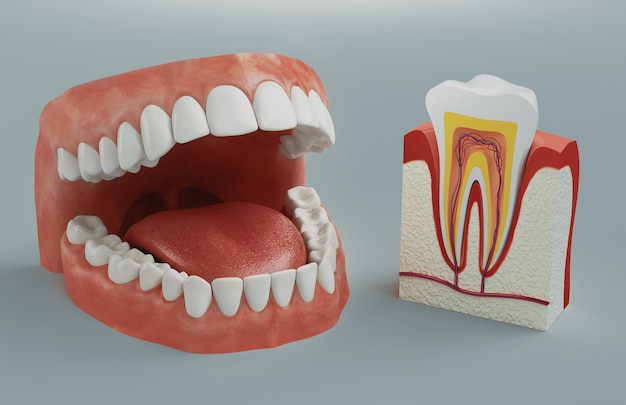 Primer plano de las dentaduras dentales contra un fondo gris