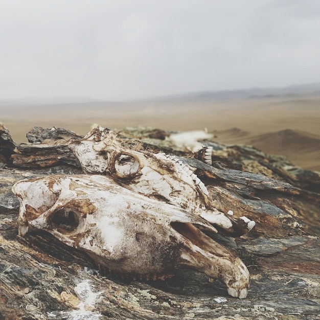 Foto primer plano del desierto contra el cielo