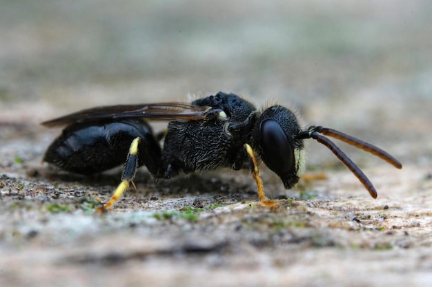 Primer plano detallado de la abeja enmascarada de espátula punteada negra y bastante rara, Hylaeus punctatus en un trozo de madera