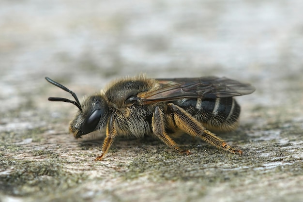 Primer plano detallado de una abeja de surco de zona blanca hembra en una madera