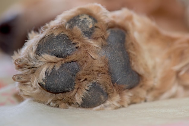 Primer plano de detalle de macro de pata de perro