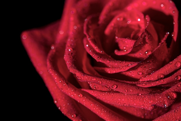 Foto primer plano de los detalles de la flor rosa