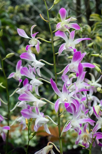 Foto un primer plano de los detalles púrpuras de las flores