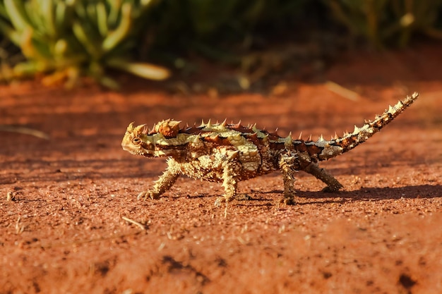 Foto primer plano de un diablo espinoso en el perfil del interior de australia