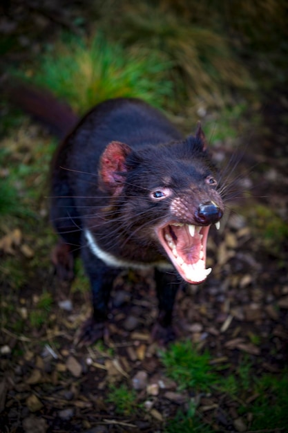 Foto primer plano del diablo de tasmania enojado en el campo