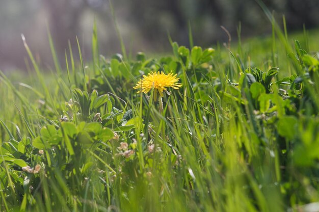 Primer plano de diente de león amarillo sobre hierba verde Foto de primavera de la naturaleza Campo de diente de león