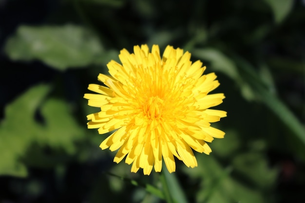 Un primer plano de un diente de león amarillo