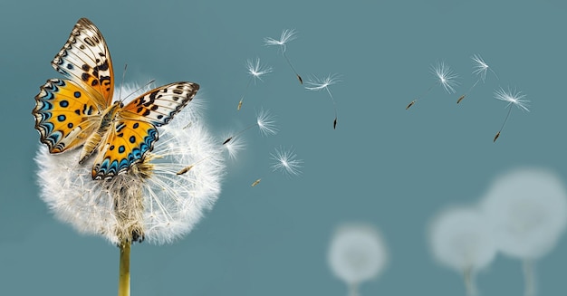 Primer plano de diente de león blanco y mariposa con semillas volando en el viento