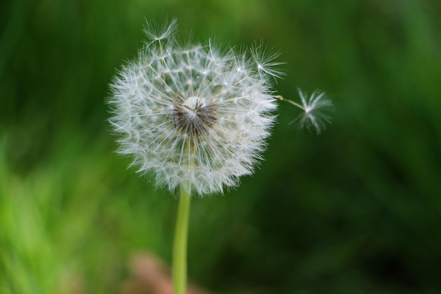 Primer plano de un diente de león blanco que crece al aire libre