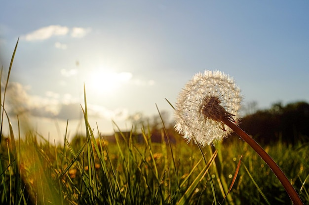 Primer plano de diente de león en el campo contra el cielo