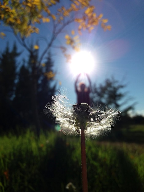 Foto primer plano de diente de león en el campo contra el sol brillante