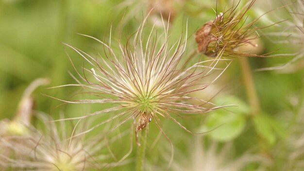 Primer plano del diente de león en el campo