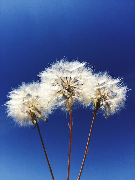 Foto primer plano de diente de león contra el cielo azul claro