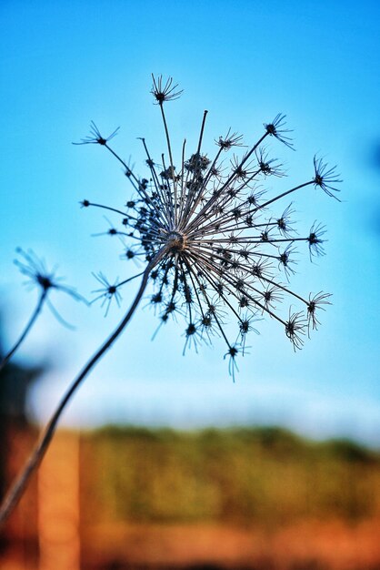 Primer plano de diente de león contra el cielo azul