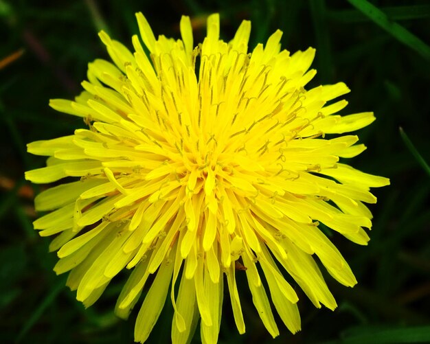 Primer plano del diente de león floreciendo al aire libre