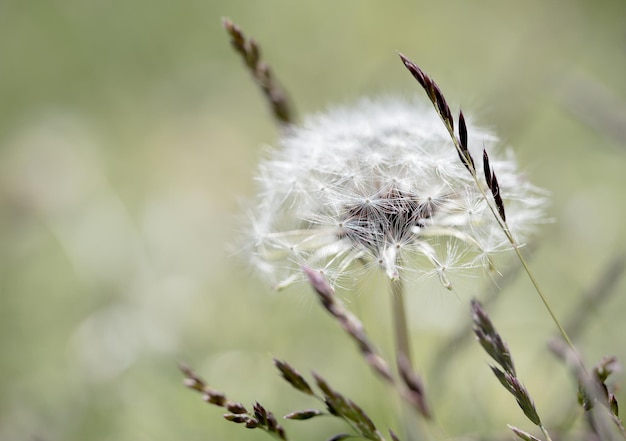 Primer plano del diente de león floreciendo al aire libre