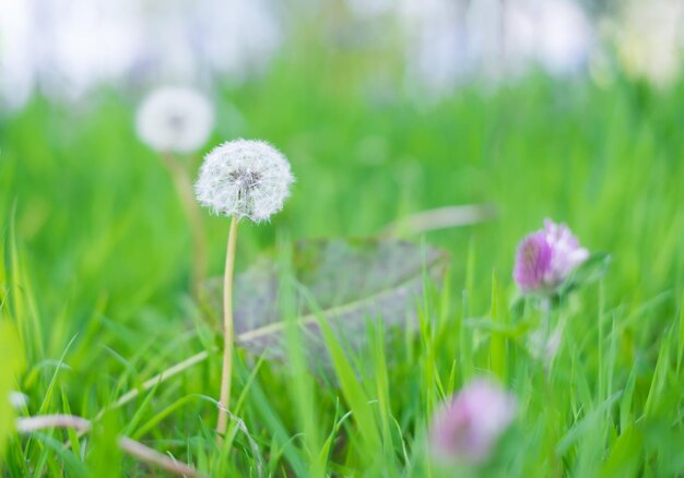 Primer plano de diente de león y hierba que crece en el campo