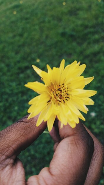 Foto primer plano de un diente de león en la mano